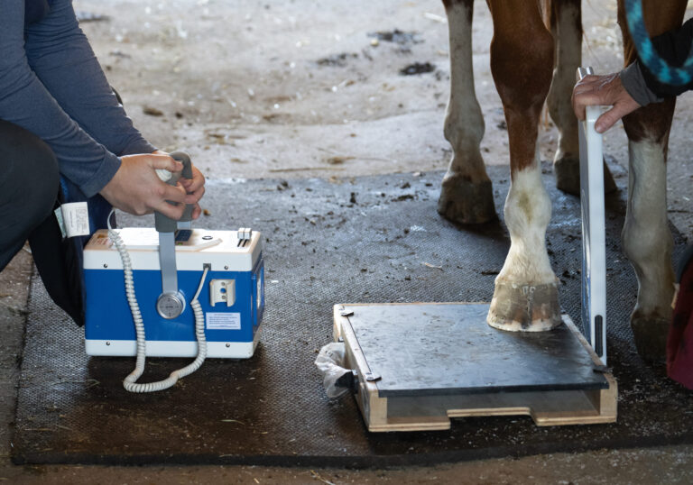 Buy Battery Powered X-ray machine for horses
